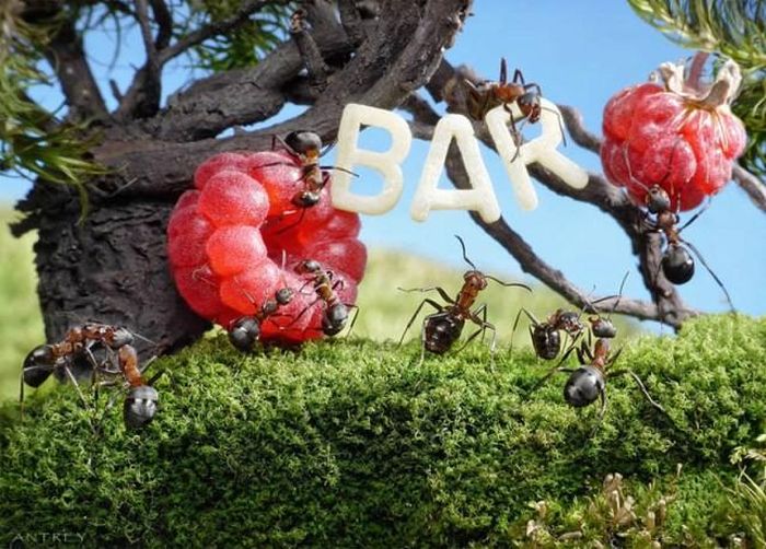 Andrey dường như bị cuốn hút bởi những nơi mà lũ kiến "chiếm giữ" và cách bầy kiến phối hợp với nhau để làm việc có hiệu quả.