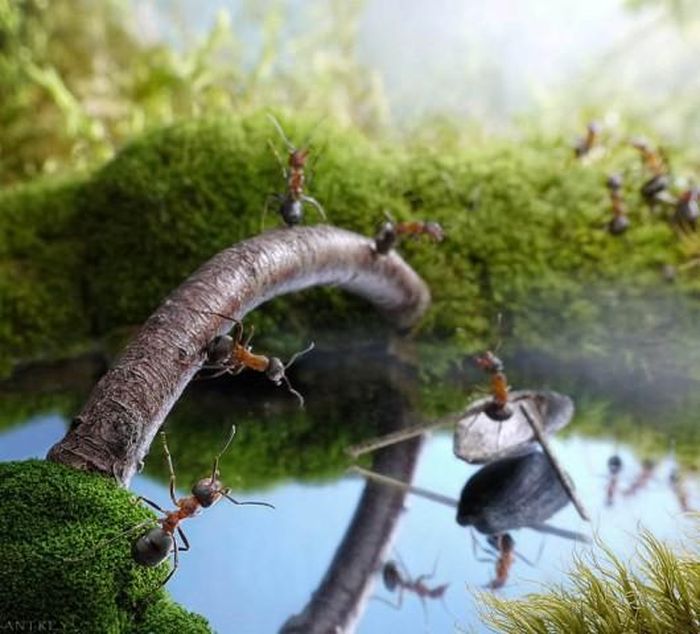 Vận dụng kinh nghiệm trước đây của mình, khi còn làm ở nhà hát, cùng với việc sử dụng đạo cụ sân khấu, Andrey quyết định tạo ra cảnh quan thu nhỏ và đặt chúng trên đường đi của những kiến thợ.