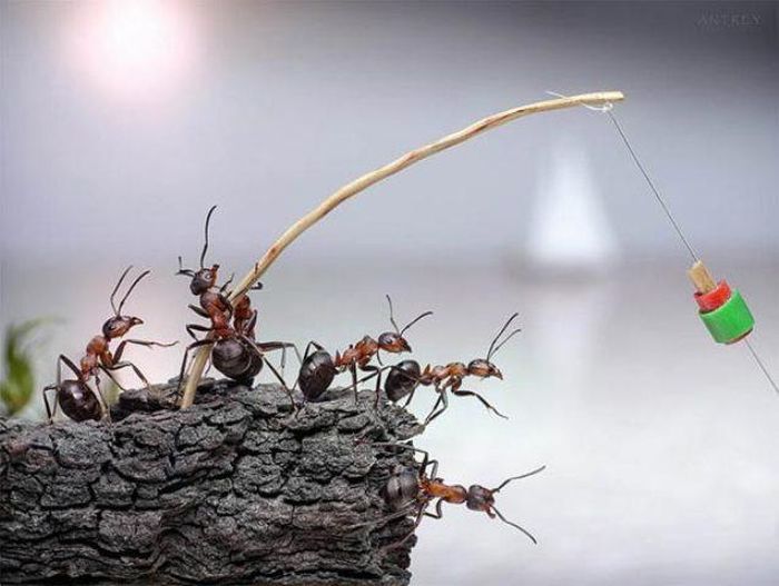 Andrey cho biết lí do chọn kiến làm đối tượng của mình: "Tôi đã chọn kiến vì tôi tôn trọng chúng và cách sống của chúng. Chúng quan tâm đến con cái và chăm sóc những con kiến già."