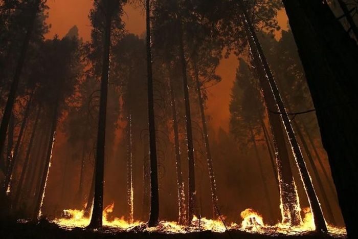 Đám cháy dọc theo đường cao tốc 120 gần Buck Meadows, California. 