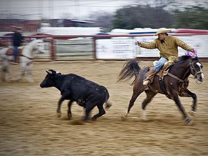 Trong số các cuộc thi đó có lễ hội cao bồi ngoài trời lớn nhất thế giới – Stampede diễn ra ở thành phố Calgary (tỉnh Alberta, Canada) hay một số cuộc thi tương tự ở Mỹ đã thu hút đông đảo người chăn bò tham gia. Trong số đó đặc biệt nhất là lễ hội kéo dài 10 ngày và thường rơi vào tuần thứ hai và tuần thứ 3 của tháng 7 ở Calgary. Stampede hay còn gọi lễ hội rodeo (cuộc đua tài của những người chăn bò) thường tổ chức những môn thi như cưỡi ngựa, cưỡi bò điên, vật bò để trói lại, đua ngựa vòng quanh các thùng phuy, đua xe ngựa... Ngoài các môn thi trên, người ta còn tổ chức các đêm trình diễn ca nhạc, hội chợ trò chơi, triển lãm nông nghiệp và nhiều tiết mục giải trí khác. Ảnh: Chàng cao bồi trổ tài "thu phục" một chú bò trong cuộc thi Stampede.