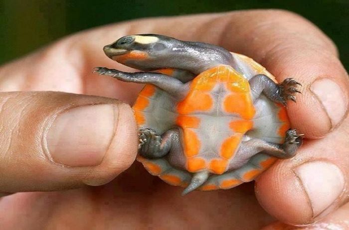 Rùa cổ ngắn bụng đỏ. Loài này sống ở Australia và Papua New Guinea. Loài rùa này có mai và viền màu cam. Màu cam này sẽ nhạt dần khi chúng già đi.