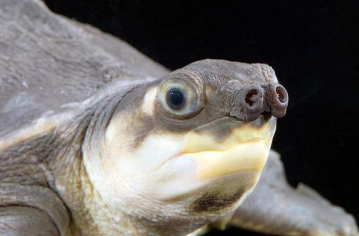 Rùa mũi lợn. Nó sống ở New Guinea và Australia. Đây là loài rùa nước ngọt duy nhất có cấu tạo chân chèo giống mùa biển. Tuy nhiên, điểm đáng chú ý nhất của loài rùa này là nó có một cái mũi khá giống mũi lợn.