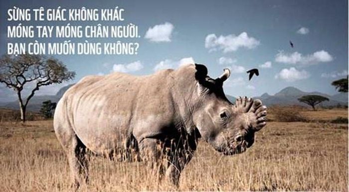 Sừng tê giác không khác gì so với móng tay, móng chân của con người. Ảnh: WWF.