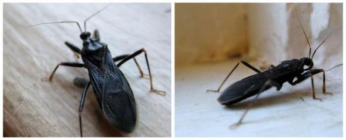 Bọ hải tặc đen (Black Corsair) có tên khoa học là Melanolestes picipes, chúng thường bò lên nạn nhân để lùng kiếm thức ăn. Nó hút máu của động vật gặm nhấm, và thậm chí cả con người. Điều đáng lo ngại là chúng thích nhất những vùng mắt và môi. 