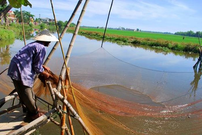 Kéo rớ cá trên sông Như Ý