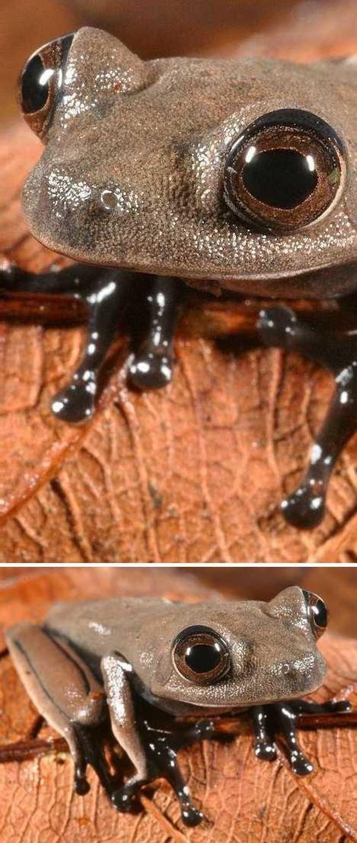 Ếch ca cao có tên khoa học là Hypsiboas sp, nhưng là loài mới nên chưa có một tên phân loại chính thức được nêu ra. Loài này được phát hiện ở đông nam Suriname cùng với 60 loài chưa từng được biết đến khác. Chú ếch này có đôi mắt lớn màu nâu, nhô hẳn lên trên đỉnh đầu và lớp da màu ca cao ấm áp. 