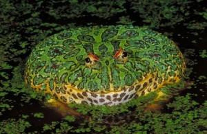 Ếch có sừng hoa hòe có tên khoa học là Ceratophrys ornata, loài này được mệnh danh là ếch Pac-Man vì cái miệng khổng lồ và thèm ăn vô độ. Nó chỉ ngồi và chờ đợi phục kích kẻ săn mồi và trốn nổi ngụy trang trên mặt đất hoặc trong lá rụng. Nó có thể nuốt chim, côn trùng, chuột, hoặc thậm chí cả loài ếch khác. Loài này có thể được tìm thấy tại Uruguay, Argentina và Brazil. 