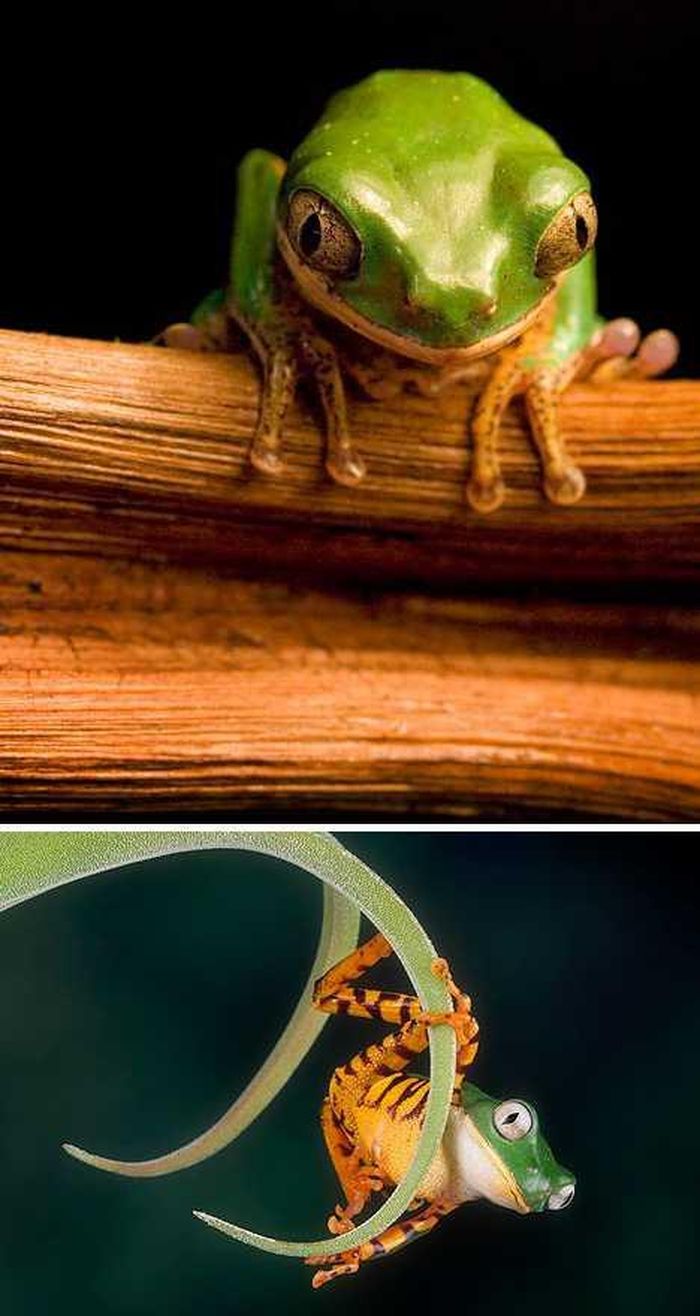 Ếch khỉ chân hổ có tên khoa học là Phyllomedusa tomopterna, loài này có ngoại hình kỳ lạ chân dài và leo trèo như khỉ, ngoài ra chân còn các sọc vằn giống như loài hổ. Loài này dành nhiều thời gian trên các ngọn cây trong rừng nhiệt đới, nơi tiếp xúc nhiều với ánh nắng nhiệt đới gay gắt. Để chống lại những ảnh hưởng của bức xạ mặt trời, những con ếch này tiết ra một chất sáp có tác dụng như kem chống nắng tự nhiên. Điều kỳ quặc nữa là loài này chủ yếu hoạt động vào ban đêm trong khi ngủ suốt ngày. 