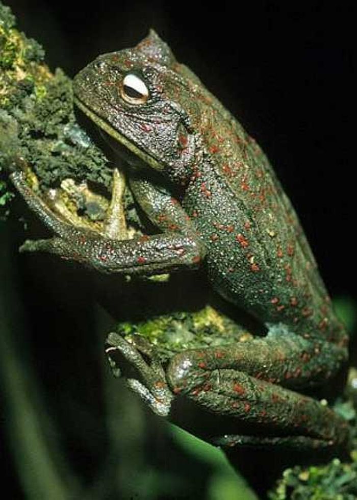Ếch Gastrotheca guentheri chỉ được tìm thấy trong các khu rừng nhiệt đới dày đặc ở Colombia và Ecuador, loài lưỡng cư này nổi tiếng là vô cùng ít răng. Môi trường sống tự nhiên của ếch Gastrotheca guentheri là các khu rừng ẩm ướt đất thấp nhiệt đới hoặc cận nhiệt đới, các khu rừng vùng núi ẩm nhiệt đới hoặc cận nhiệt đới, và sông. Loài này đang bị đe dọa do mất môi trường sống. 