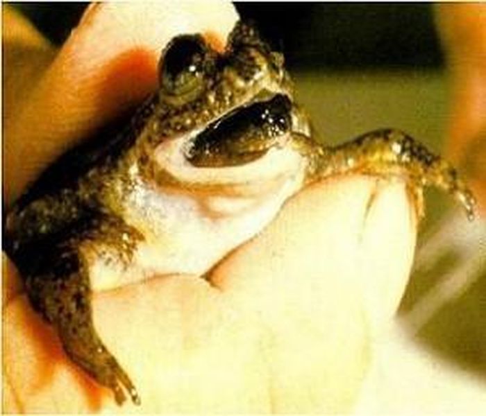 Ếch đẻ con bằng miệng có tên khoa học là Rheobatrachus silus, loài này được phát hiện vào năm 1972 sống trong suối đá, ao trong khu rừng nhiệt đới của Queensland, Australia. Đáng buồn thay, loài ếch đặc biệt này có lẽ là đã tuyệt chủng. Loài ếch này hoang dã được nhìn thấy trong năm 1981, con ếch được biết đến cuối cùng trong điều kiện nuôi nhốt qua đời vào năm 1983. 