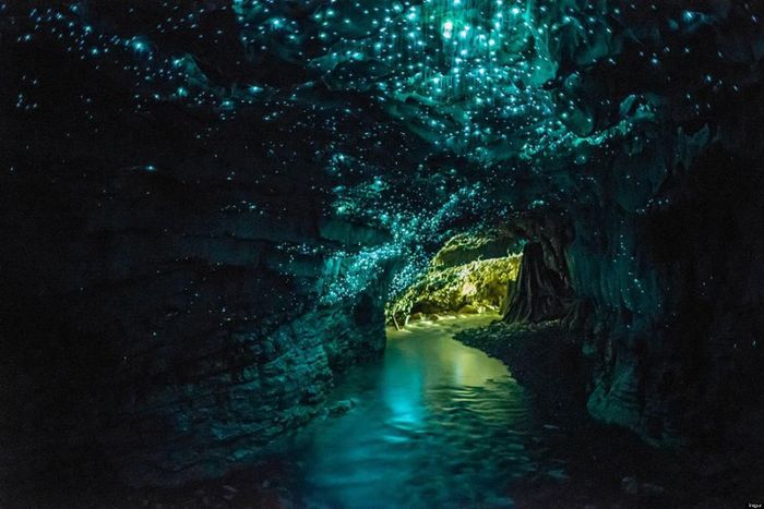 5. Động Waitomo ở miền Nam Waikato là một trong những điểm du lịch hấp dẫn của New Zealand. Các hang động này là nơi trú ẩn lý tưởng của loài đom đóm Waitomo xinh đẹp có thể tự phát quang và chỉ được tìm thấy duy nhất ở đất nước này. 