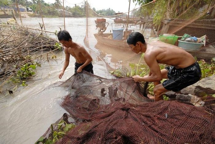 Chuẩn bị lưới thật kỹ, tránh để lưới rách. 