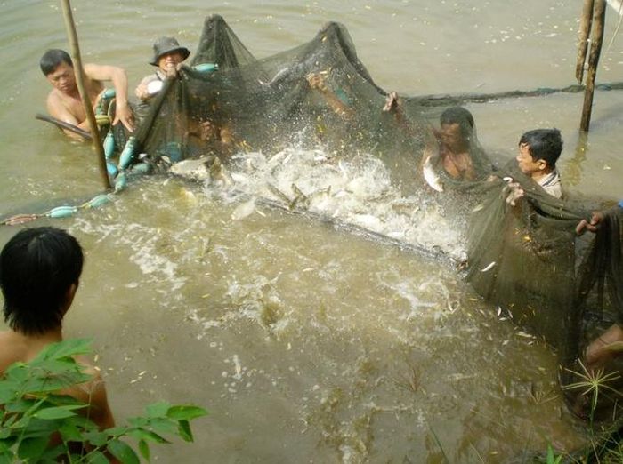  Sau khi mang chà ra xong thì lưới được túm lại. 
