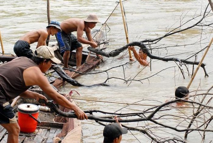  Đưa những nhánh chà lên khỏi mặt nước... 