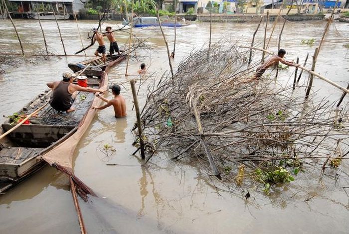  Tiến hành dỡ những nhánh chà ra khỏi lưới. 