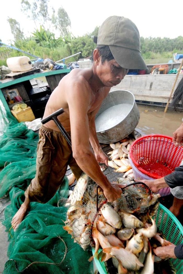 Bán cá cho thương lái tại chỗ. Nếu chà nào trúng thí có thể thu lên đến vài triệu đồng.