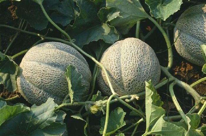  Dưa hấu nhật bản Densuke giá 2.600 bảng.