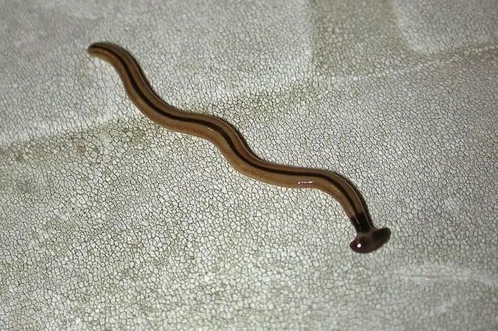 Chúng có nhiều hình dáng, kích thước và màu sắc khác nhau nhưng đều là loài ăn thịt.
