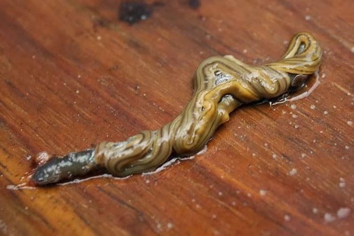  Trước khi con giun đất này kịp trốn chạy, con sâu đầu búa đã dùng toàn bộ cơ thể quấn chặt lấy và tiết ra một chất keo dính khiến giun không thể chạy tiếp.