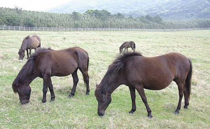  Giống ngựa Tokara, Nhật Bản là loài ngựa nhỏ và còn được xem là kho báu quốc gia vào những năm 1950. Nhưng đến năm 1974, loài ngựa thuần chủng tuyệt đối được xem là rất hiếm, tuy nhiên, chúng đã được các nhà khoa học tái tạo giống và hiện tồn tại trên hơn 100 hòn đảo khác nhau tại Nhật Bản.