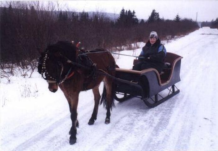  Giống ngựa Newfoundland Pony. Cũng như những giống ngựa quý hiếm khác, những chú ngựa thuộc giống này ban đầu được nuôi từ các nước thuộc địa và phục vụ cho nông nghiệp, chúng có thể tồn tại qua mùa đông khắc nghiệt ở Canada. Hiện nay, còn khoảng 400 chú ngựa này sống sót trên khắp thế giới.