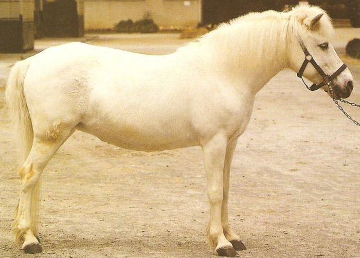  Giống ngựa Guoxia là loại ngựa Trung Quốc nhỏ, chỉ còn tồn tại 390 con còn lại trong năm 1981. Đến năm 1995, chúng vẫn tồn tại, tuy nhiên không ai biết rõ rằng số lượng và địa điểm cụ thể chúng tồn tại.