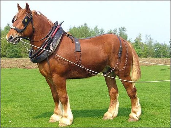  Giống ngựa Suffolk. Với bộ lông màu hạt dẻ sáng và màu cam, đây được xem là một trong những loài ngựa có hình dáng bên ngoài tuyệt đẹp nhất. Hiện nay, có khoảng 600 con ngựa này đang được nuôi và bảo vệ ở Mỹ, chúng đã được liệt vào danh sách loài ngựa quý hiếm có nguy cơ tuyệt chủng.