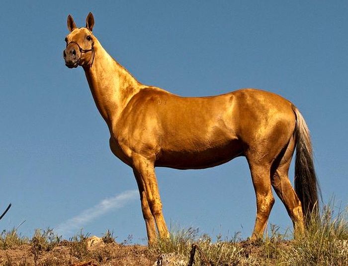  Akhal-Teke là một giống ngựa có nguồn gốc từ Turkmenistan nơi chúng được tôn vinh làm biểu tượng quốc gia Akhal-Teke thuộc giống ngựa thuần chủng nhất thế giới. Loài ngựa này có tốc độ phi mã cực nhanh và khả năng chịu đựng vô cùng dẻo dai; được cho là loài Hãn huyết bảo mã (ngựa ra mồ hôi đỏ như máu) trong truyền thuyết cũng như tiểu thuyết Anh hùng xạ điêu của Kim Dung gây xôn xao dư luận.