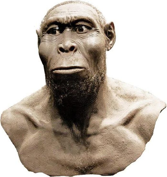 Homo rudolfensis là một loài người hóa thạch, sinh sống 1.9 triệu năm trước. Răng hàm lớn và rộng của người Homo rudolfensis cho thấy họ có thể nhai nhiều thức ăn dai. 