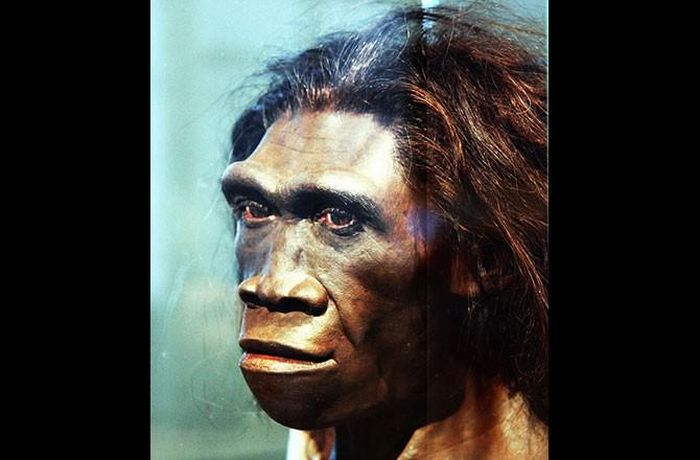 Homo erectus là một loài người tuyệt chủng từng sinh sống trong phần lớn khoảng thời gian thuộc thế Pleistocen, sinh sống 1.9 triệu năm trước. Họ đã biết sử dụng công cụ bằng đá thích hợp để làm thịt con mồi, và có thể nấu một số món ăn. 
