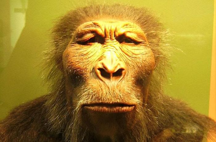 Người nguyên thủy (Paranthropus Boisei), sinh sống cách đây 2.4 triệu năm. Chi người này có bộ hàm mạnh mẽ và răng hàm lớn. Họ thích ăn các loại hạt, trái cây. 