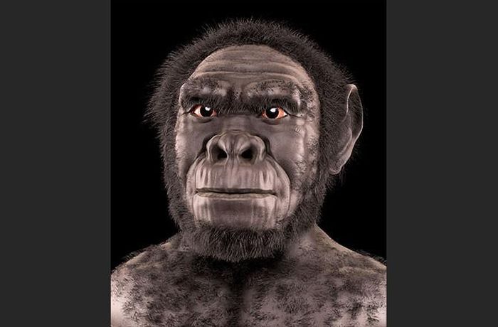 Homo habilis được cho là loài đầu tiên thuộc chi Người xuất hiện, sinh sống 2.4 triệu năm trước, ăn cây thân gỗ, lá và bộ ruột của động vật bị săn bắn. 