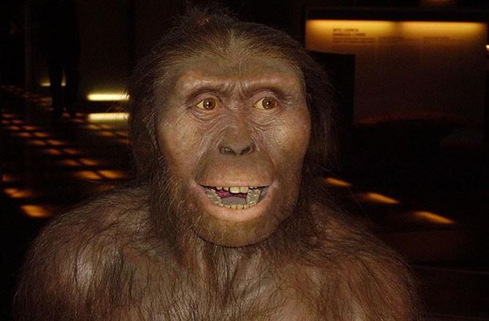 Vượn người nguyên thủy (Australopithecus Afarensis), sinh sống cách đây 3.9 triệu năm trước đã có thể đi bằng hai chân, nhưng vẫn trông rất giống một con tinh tinh. Họ cũng chỉ ăn các thực phẩm cứng, chẳng hạn như cỏ khô, trứng chim hoang dã, các loại hạt, củ, con mồi nhỏ và trái cây. 