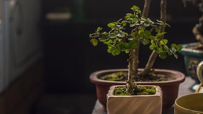 Khách tham quan đến chợ phiên còn có dịp thưởng lãm nghệ thuật bonsai, qua nhiều cây cảnh trưng bày tại khuôn viên sân vườn của Bảo tàng Hà Nội.