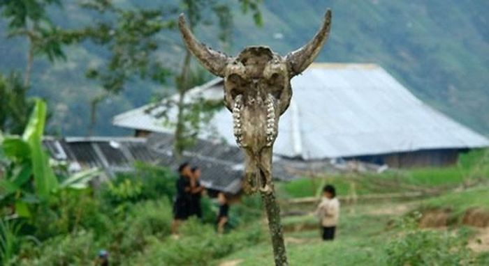 Một chiếc đầu trâu cắm trên cọc chôn trước mộ người chết ở Bản Phùng (huyện Xín Mần, Hà Giang).
