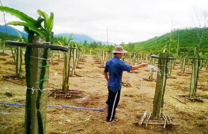 Hội viên ND Trần Văn Phúc (thôn An Châu, xã Hòa Phú) chăm sóc vườn thanh long hơn 100 trụ.