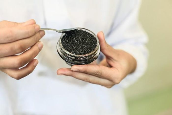  Mỗi hộp trứng cá bé xíu này cực kỳ đắt đỏ.