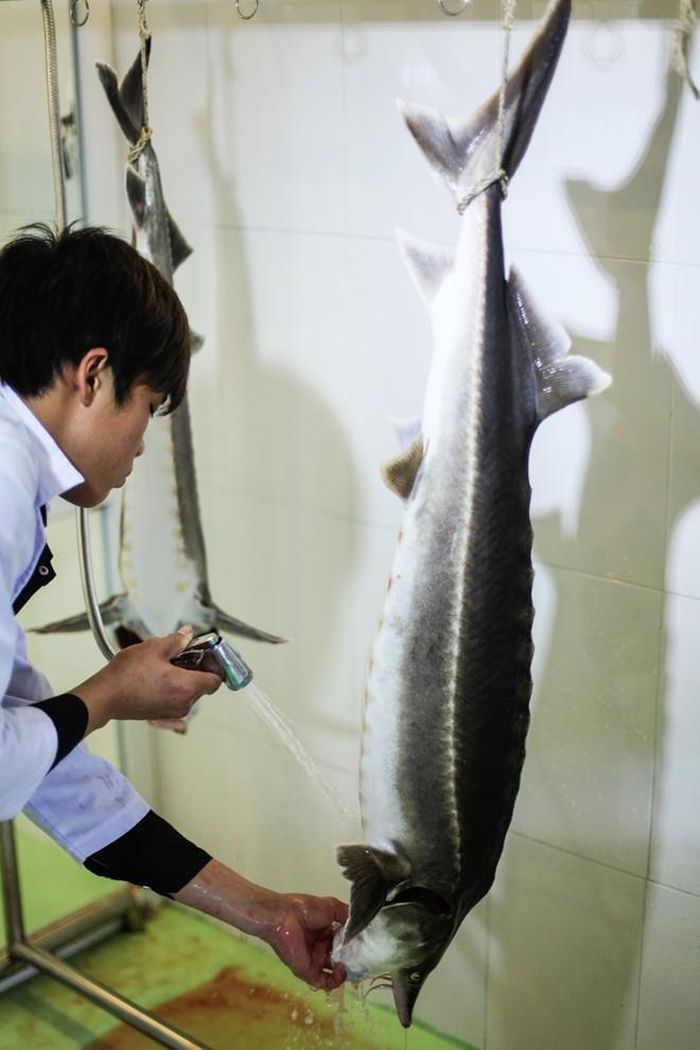  Trước khi lấy trứng, cá sẽ được làm sạch để đảm bảo sự tinh khiết nhất không lẫn tạp chất trong quá trình mổ.