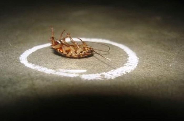 Khi phát hiện loài gián này người dân không nên phun thuốc diệt dạng phun kiến gián thông thường, bởi chúng đã kháng hầu hết các loài thuốc, tỷ lệ chết rất thấp.