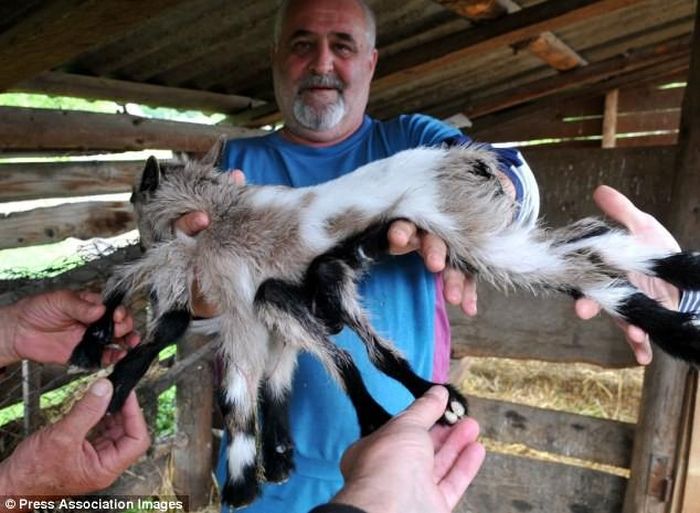 Ông Zoran Paparic, chủ trang trại ở Kutjevo, Croatia hào hứng bế con dê kỳ lạ với tám chân giới thiệu với mọi người. 