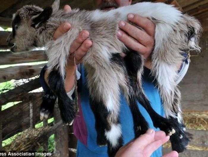 Con dê quái thai được đặt tên “octogoat”, ví như phép lạ của tự nhiên. Chủ trang trại cho biết ông sẽ giữ con dê nếu như nó có thể sống sót. 
