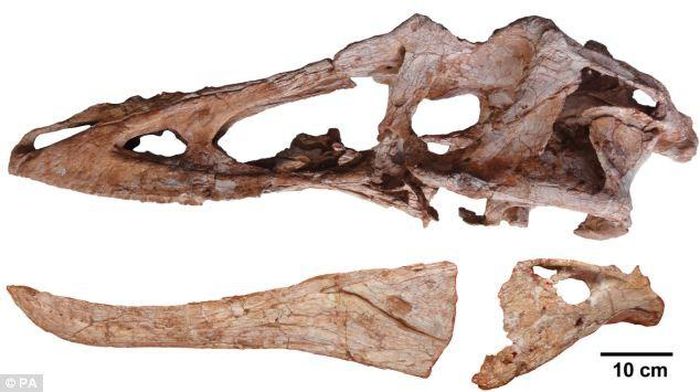 Hóa thạch khủng long Pinocchio rex mới được phát hiện ở Giang Tây, Trung Quốc. 