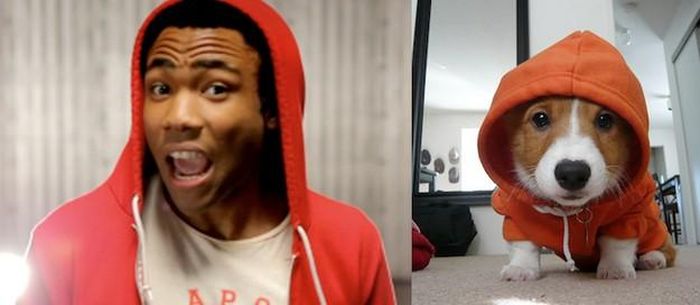Donald Glover sẽ về đây công tác hả? Đùa hay là thật đây.