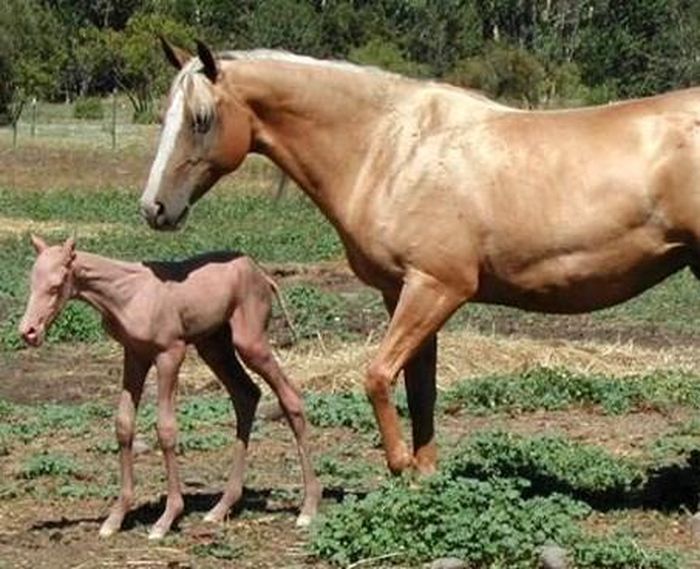 Một chú ngựa Ahkal-Tekes trần trụi, không có lấy một sợi lông bảo vệ, là đột biến hiếm gặp nhất thế giới, đến nay khoa học vẫn chưa tìm ra được nguyên nhân. 