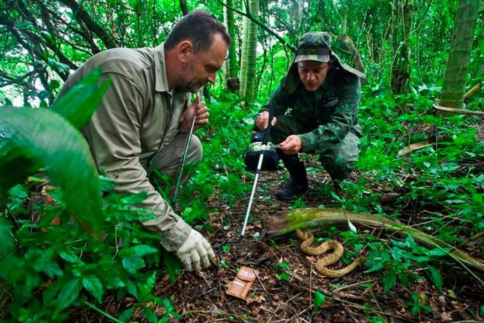 Chỉ có các nhà khoa học và người canh gác ngọn hải năng mới được cơ quan chức năng nước này cho phép đặt chân đến đảo, vì người thường đến rất dễ tử vong vì sự hiện diện đông đúc của loài rắn độc. 