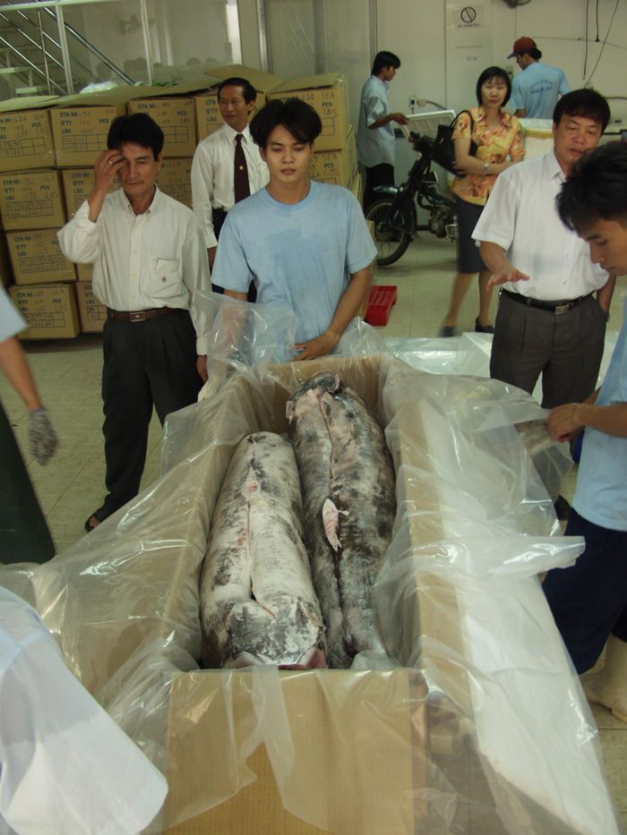 Đá khô được dùng làm lạnh hay bảo quản rau quả tươi, thủy hải sản, mô sinh vật và thiết bị y tế, vệ sinh công nghệp, tạo các hiệu ứng khói trong sân khấu, đặc biệt là bảo quản thi hài. 