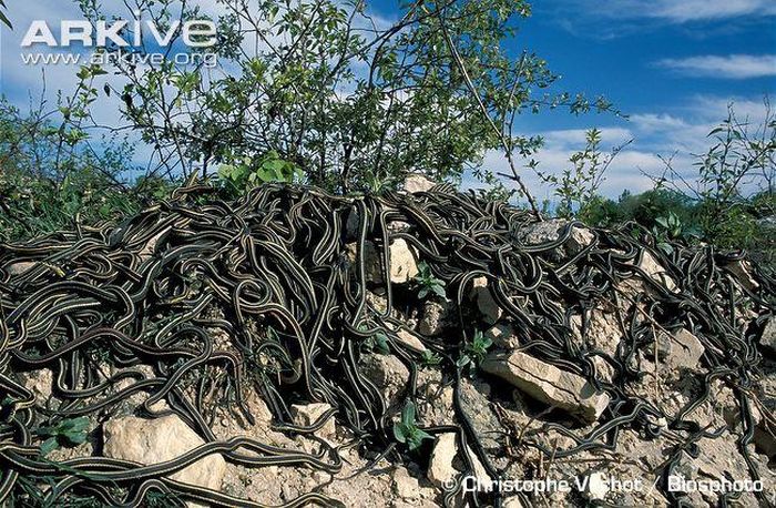  Chúng phải cạnh tranh vô cùng khắc nghiệt. Trong cả “cuộn” rắn này, chắc chắn có 1 con cái.