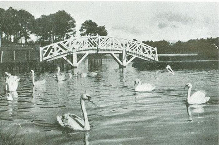 Thiên nga trên hồ