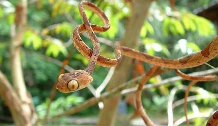 Thân hình thiếu cân đối của rắn khiến nó khác biệt hoàn toàn với những loài rắn khác. 